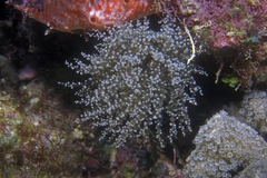 Laviactis lucida