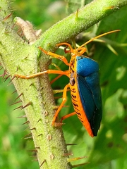 Edessa rufomarginata