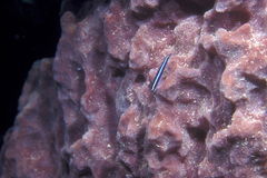 Elacatinus lobeli