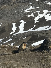Marmota camtschatica