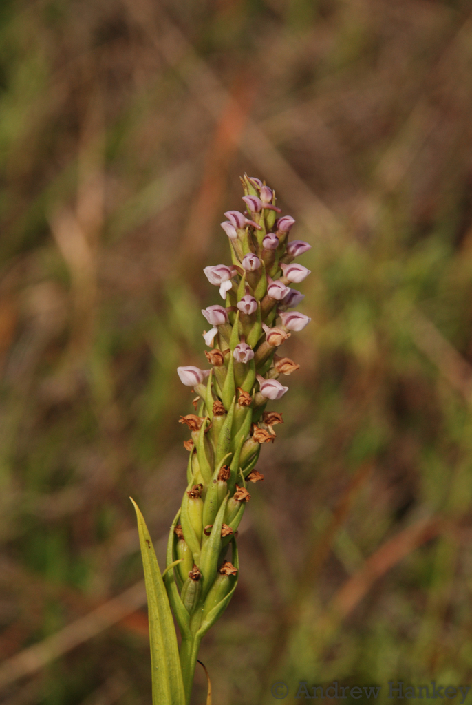 Disa andringitrana
