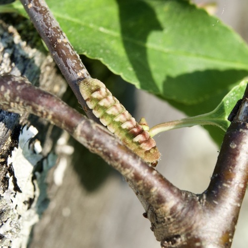 Cherry Gall Azure