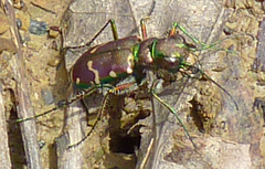 Cicindela limbalis