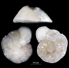 Cibicidoides dispars