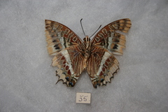 Charaxes epijasius