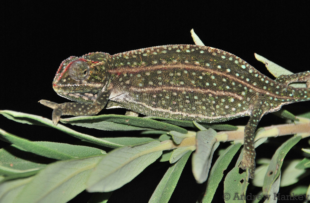 Campan’s chameleon