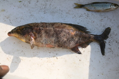 Marcusenius altisambesi