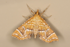 Musotima ochropteralis