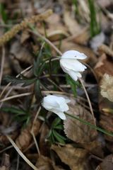 Anemonoides nemorosa