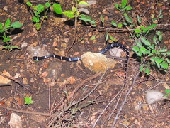 Tropidodipsas fasciata