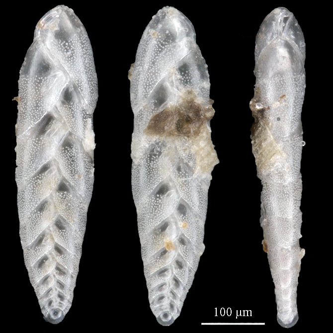 Serioidea