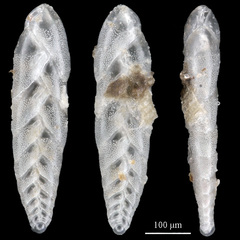 Bolivina pacifica