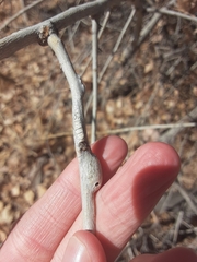 Euhexomyza schineri