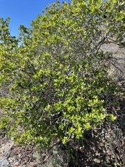 Quercus pacifica