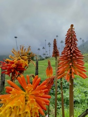 Kniphofia reflexa