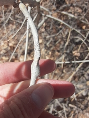 Euhexomyza schineri