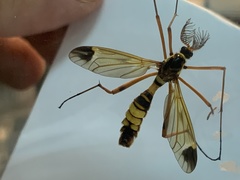Ctenophora ornata