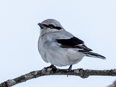 Northern Shrike photo 4