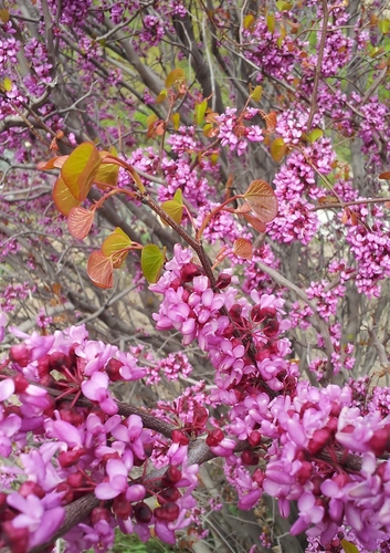 Griffiths redbud (Cercis griffithii)