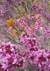 Cercis griffithii