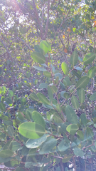 Image of Laguncularia racemosa