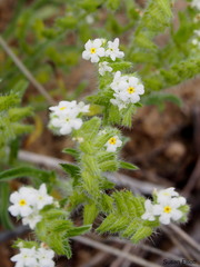 Cryptantha crassisepala