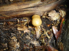 Kuehneromyces marginellus