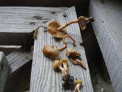 Kuehneromyces marginellus