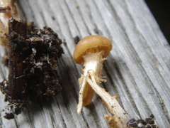 Kuehneromyces marginellus