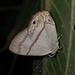 Mariposa Opaca - Photo (c) Oscar Enciso, algunos derechos reservados (CC BY-NC), subido por Oscar Enciso