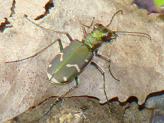 Cicindela limbalis