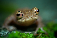 Raorchestes ponmudi
