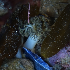 Themiste pyroides