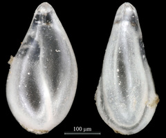 Sigmoidella pacifica