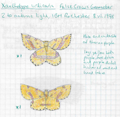 Xanthotype urticaria
