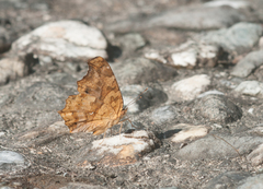 Polygonia c-aureum lunulata