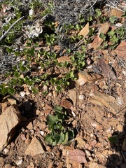 Dichondra occidentalis
