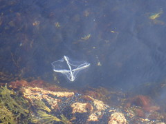 Staurostoma mertensii