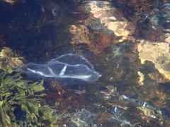 Staurostoma mertensii