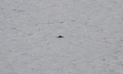 Phocoena phocoena relicta