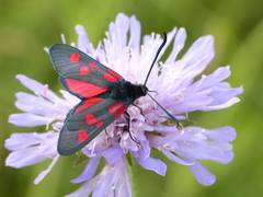 Zygaena viciae