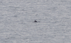 Phocoena phocoena relicta