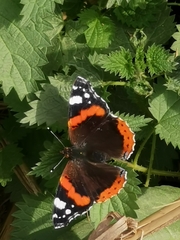 Vanessa atalanta