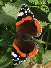 Vanessa atalanta
