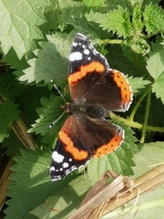 Vanessa atalanta