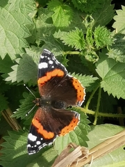 Vanessa atalanta