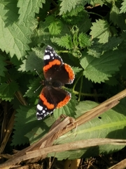 Vanessa atalanta