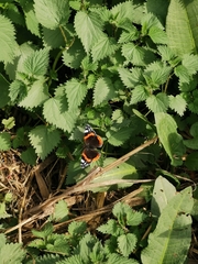 Vanessa atalanta