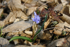 Scilla bifolia