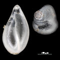 Sigmoidella pacifica